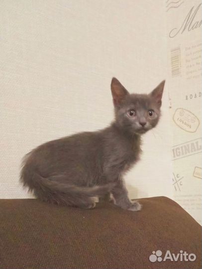 Британские котята