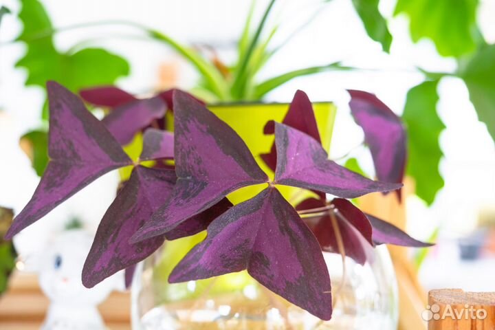 Кислица оксалис фиолетовая и плюм крейзи