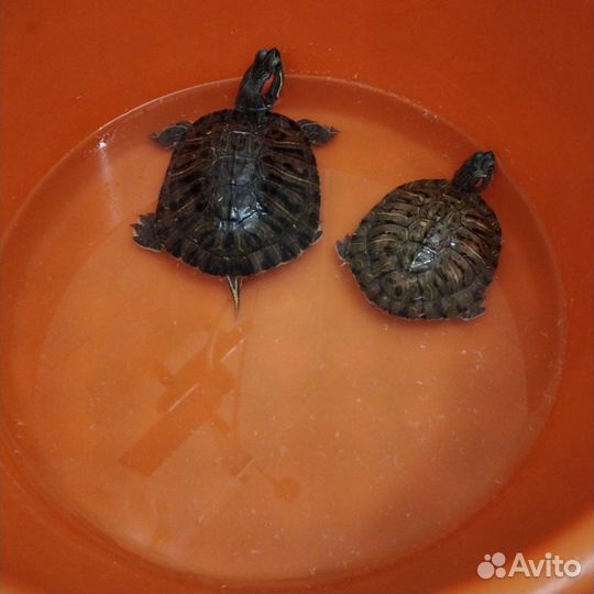 Красноухая черепаха с аквариумом