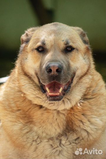 Серьёзная собака, в серьёзные руки