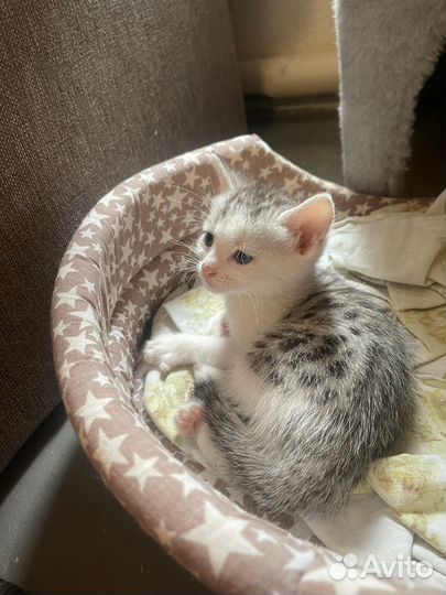 Кошечка в добрые руки