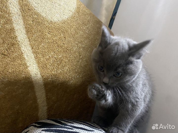 Отдам бесплатно
