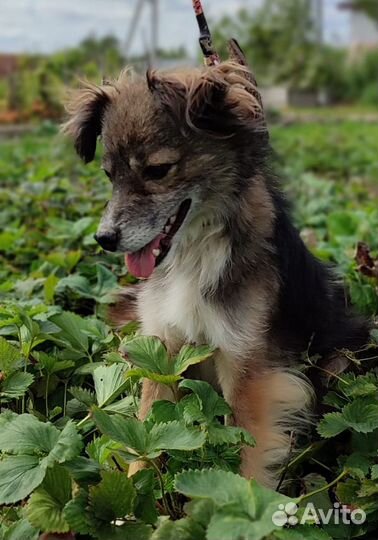 Бесплатно Маленький пёсик кастрированный