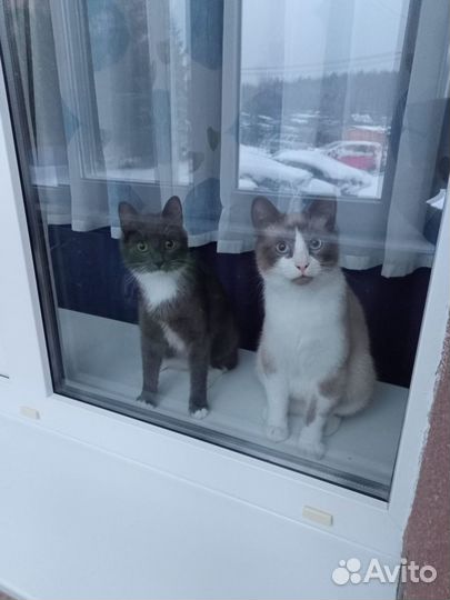 Голубоглазый кот