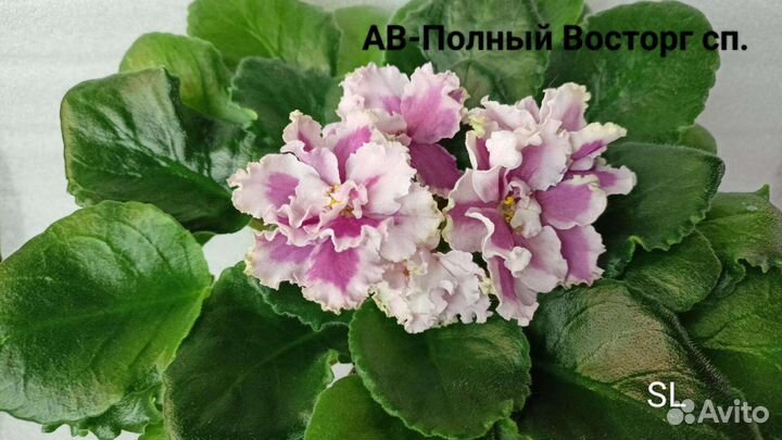 Детки сортовых фиалок