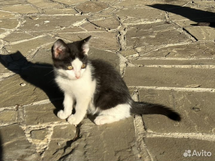 Два котенка, девочки. Метисы с бенгальцами