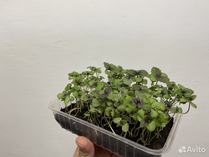 Микрозелень