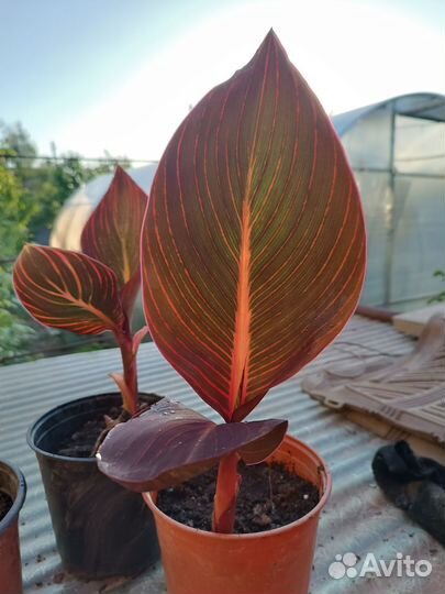 Канны пестролистные