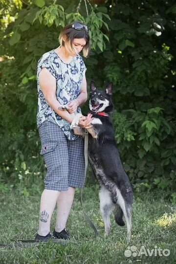 Собака Альфа в добрые руки