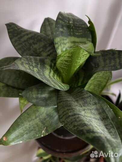 Сансевиерия