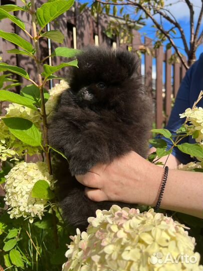 Померанский шпиц мини