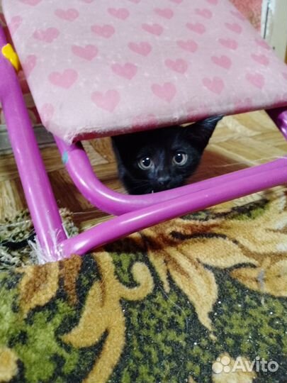 Котята в добрые руки бесплатно