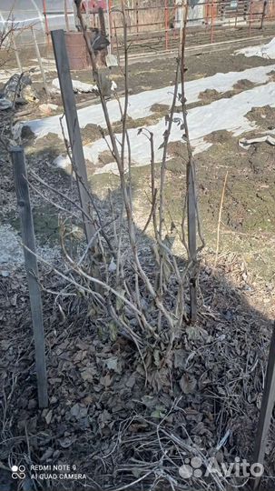 Саженцы ягодных кустарников
