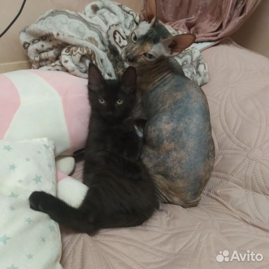 Котенок
