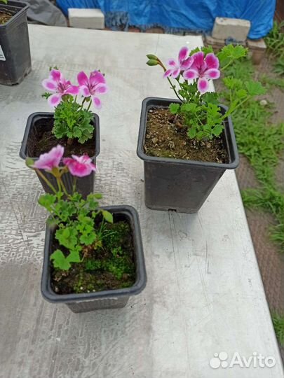 Пеларгония (герань)