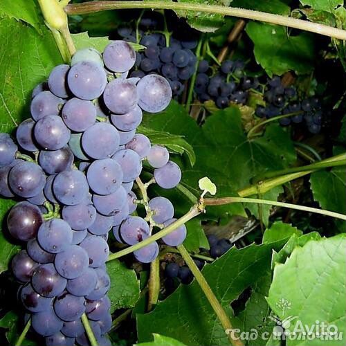 Виноград саженцы1-2 летние, удмуртские,зимостойкие