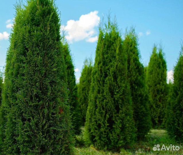 Туя Смарагд с доставкой с полей