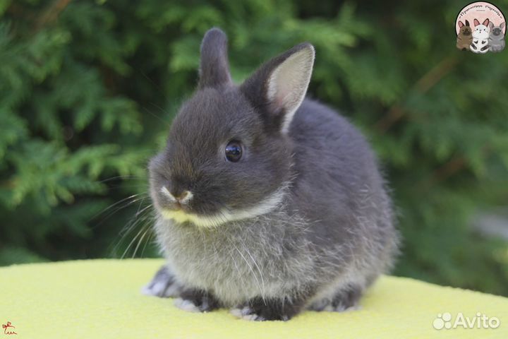 Нидерландский карликовый кролик