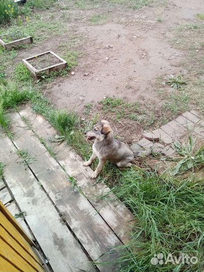 Собака в добрые руки отдам бесплатно
