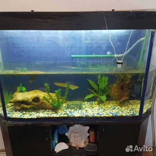 Аквариума
