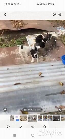 Собака в добрые руки щенок