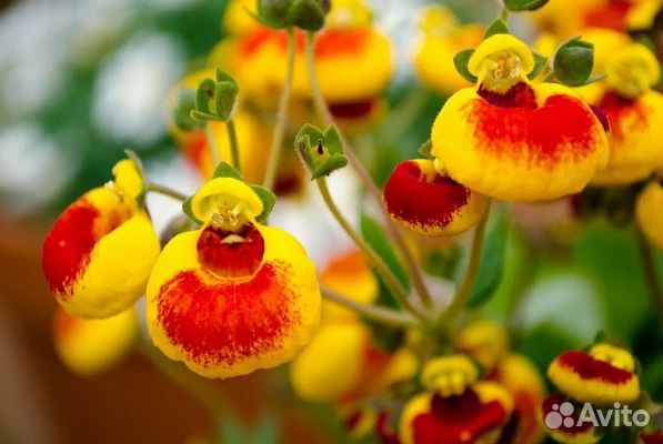 Кальцеолярия семена