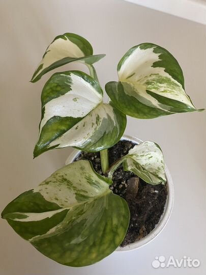 Эпипремнум Хеппи лиф