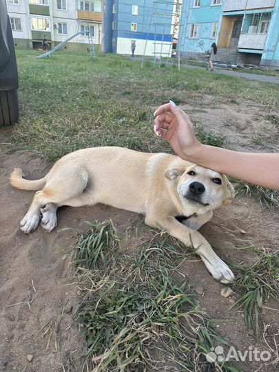 Дворянская