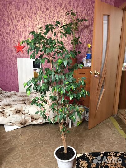 Фикус бенджамина большой
