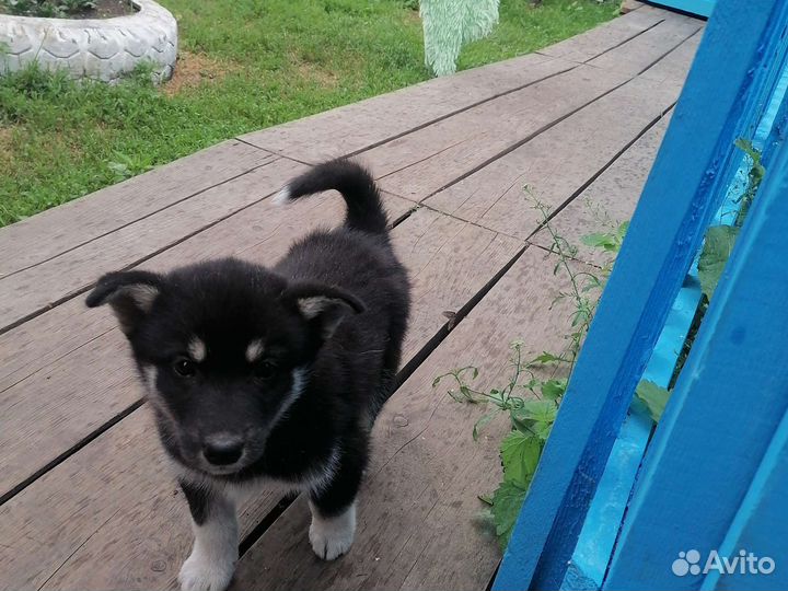 Щенки хаски