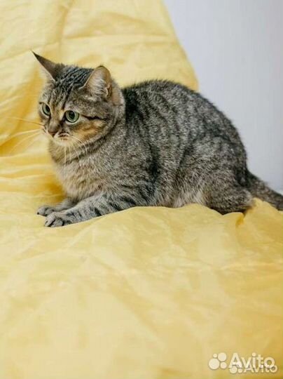 Зеленоглазая кошечка