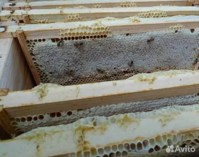 Мёд 2024 года из Алтая опт