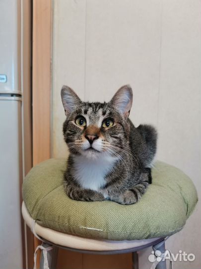 Кот бурундук