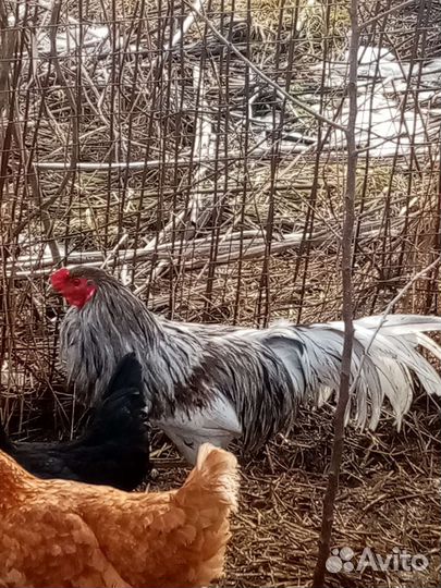 Куры йокогама