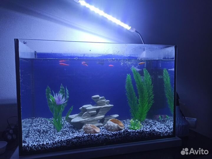 Аквариум
