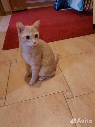 Кот в добрые руки