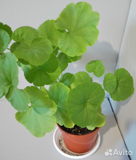 Пеларгония герань комнатные цветы