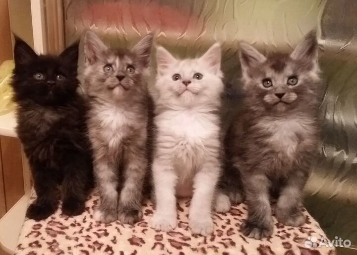 Мейнкуны вязка и котята