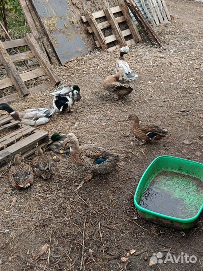 Утки хохлатые