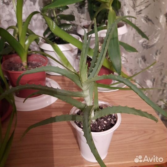 Алоэ - столетник