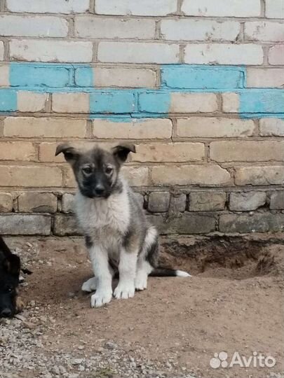 Домашние животные собаки бесплатно