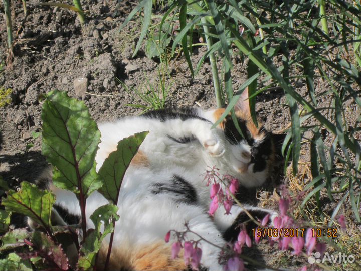 Ветеринарный врач