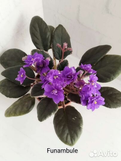 Стандартные, сортовые фиалочки