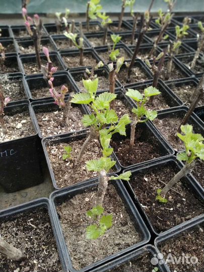 Саженцы винограда