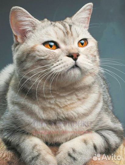 Алмазная мозаика 50x65 Ласковая пушистая кошечка