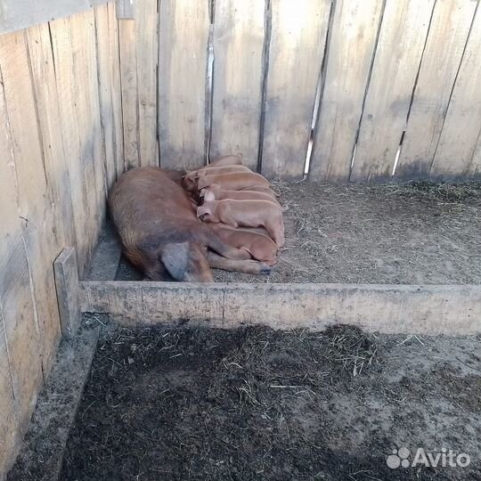 Поросята породы дюрок
