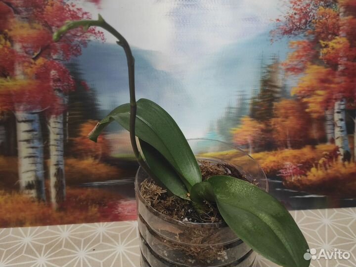 Орхидея фаленопсис