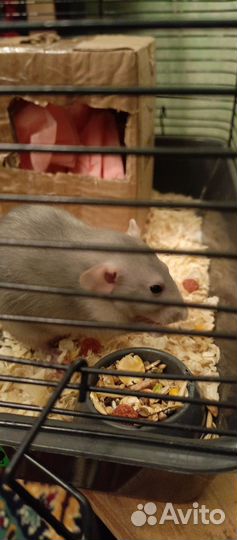 Крыса дамбо голубая