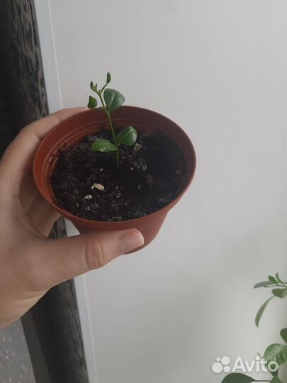 Карисса, антуриум, адениум, мурайя