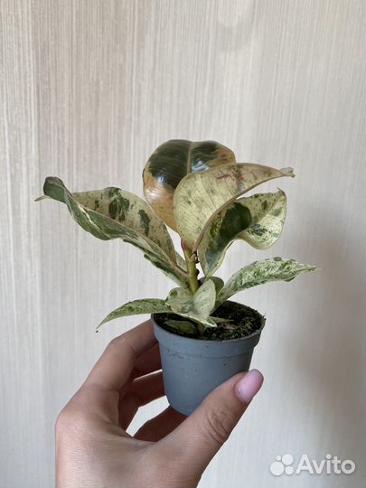 Фикус шривериана